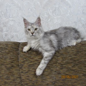 ������� infrus.ru