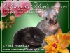 ������� AMOENA.FLORIS.RU infrus.ru